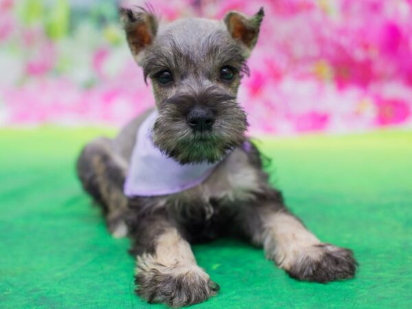 Miniature Schnauzer DOG Female Salt and Pepper 12692 Petland Wichita, Kansas