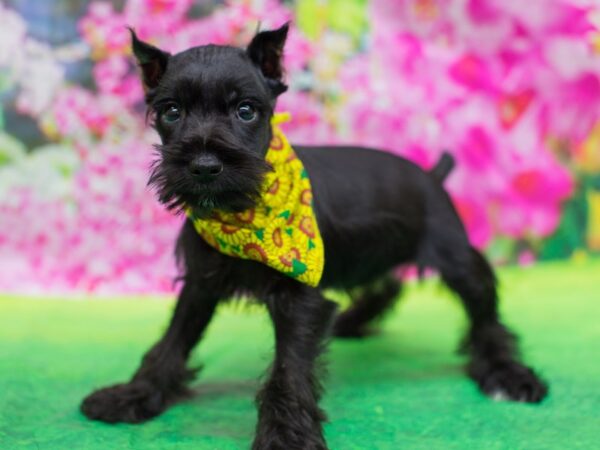 Miniature Schnauzer-DOG-Female-Black-12693-Petland Wichita, Kansas