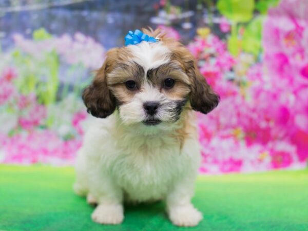 Teddy Bear-DOG-Female-Gold and White-12702-Petland Wichita, Kansas