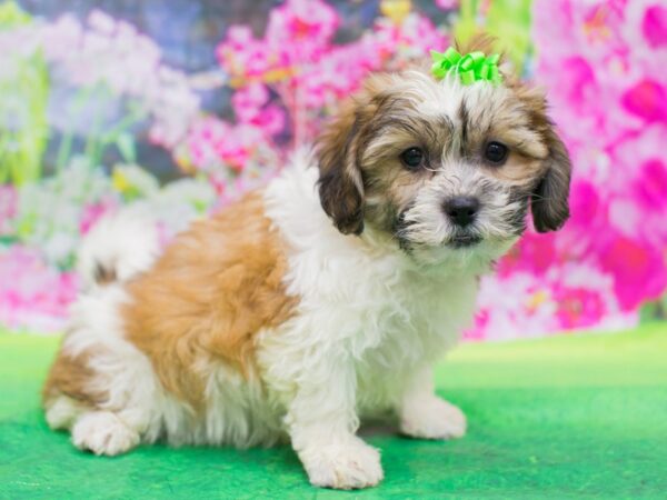 Teddy Bear DOG Female Gold and White 12703 Petland Wichita, Kansas