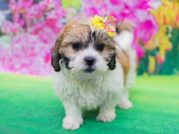 Teddy Bear DOG Female Gold and White 12704 Petland Wichita, Kansas