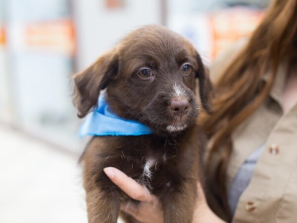 BeagleDoodle-DOG-Male-Chocolate-12705-Petland Wichita, Kansas