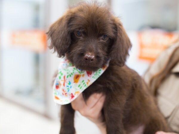 BeagleDoodle DOG Female Chocolate 12706 Petland Wichita, Kansas