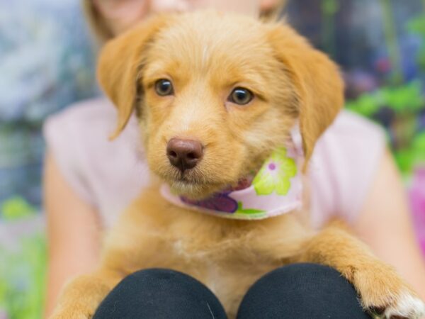 BeagleDoodle DOG Female Blonde 12707 Petland Wichita, Kansas