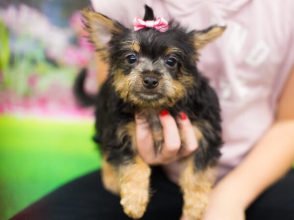 Milky DOG Female Black and Tan 12710 Petland Wichita, Kansas