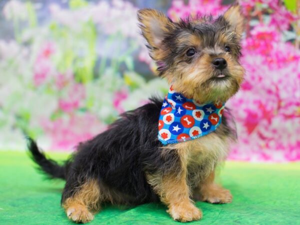 Milky-DOG-Male-Black and Tan-12711-Petland Wichita, Kansas