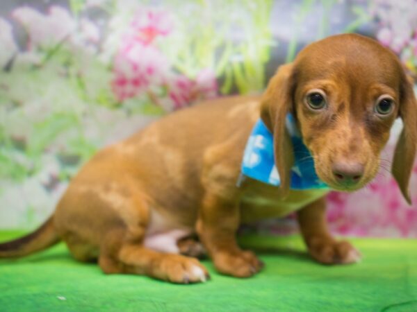 Miniature Dachshund DOG Male Red Dapple 12713 Petland Wichita, Kansas