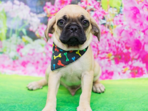 Puggle 2nd Gen-DOG-Male-Fawn with Black Mask-12714-Petland Wichita, Kansas