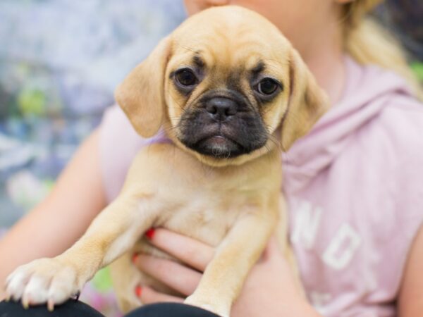 Puggle 2nd Gen-DOG-Female-Fawn with Black Mask-12715-Petland Wichita, Kansas