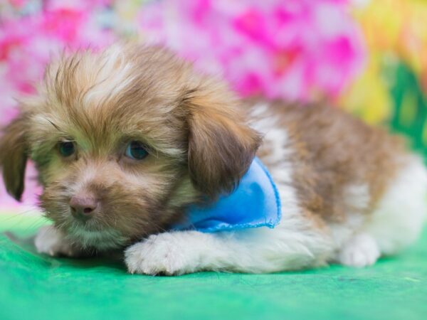 Havanese DOG Male Chocolate and White 12718 Petland Wichita, Kansas