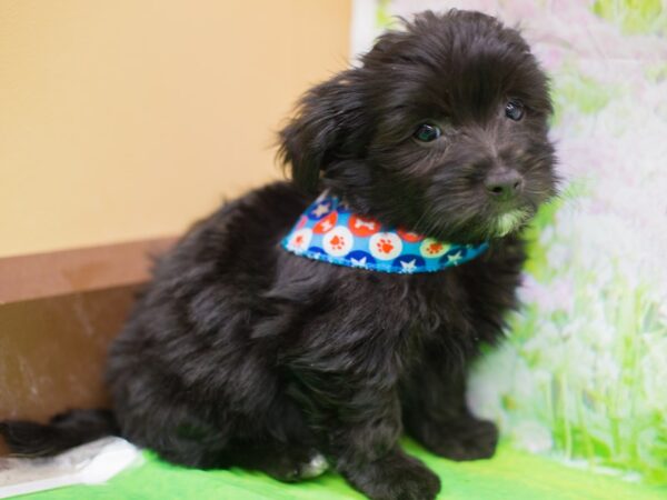 Havanese DOG Male Black 12719 Petland Wichita, Kansas