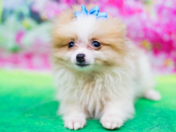 Pomeranian DOG Male Cream and White 12720 Petland Wichita, Kansas