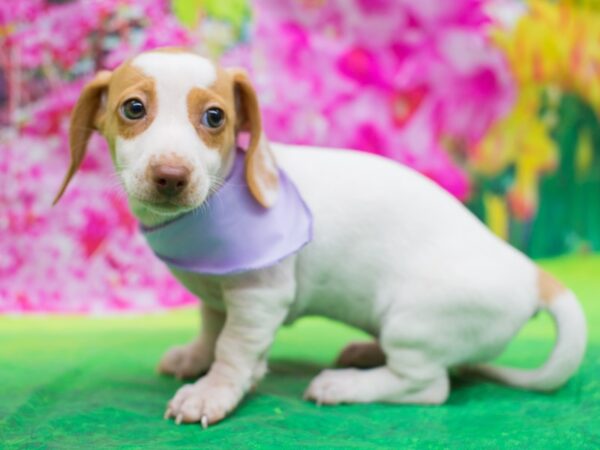 Miniature Dachshund DOG Female Gold and White 12721 Petland Wichita, Kansas