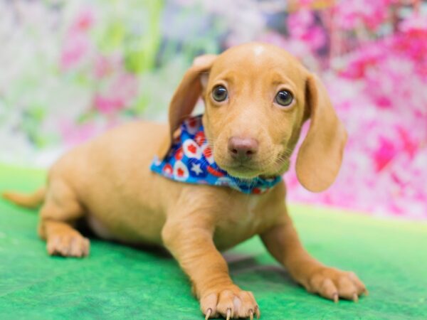 Miniature Dachshund DOG Male Gold 12722 Petland Wichita, Kansas