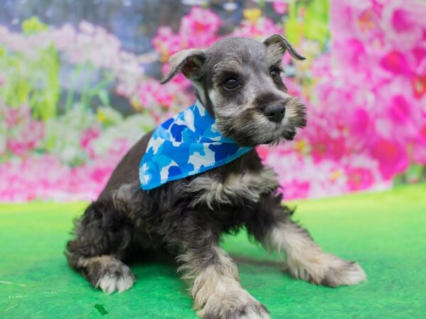Miniature Schnauzer-DOG-Male-Salt and Pepper-12723-Petland Wichita, Kansas