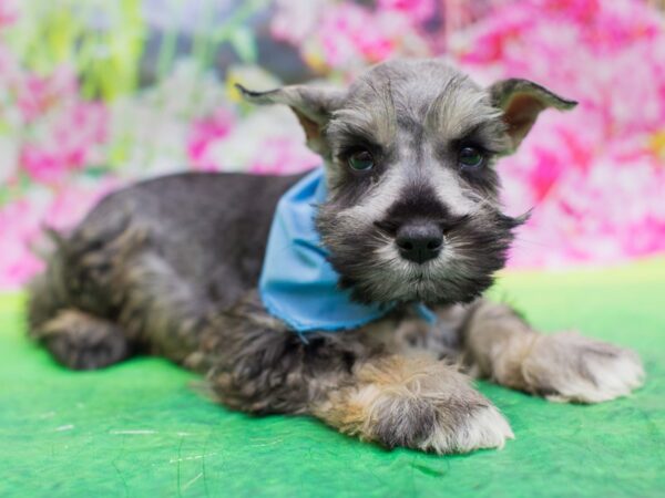 Miniature Schnauzer DOG Male Salt and Pepper 12724 Petland Wichita, Kansas