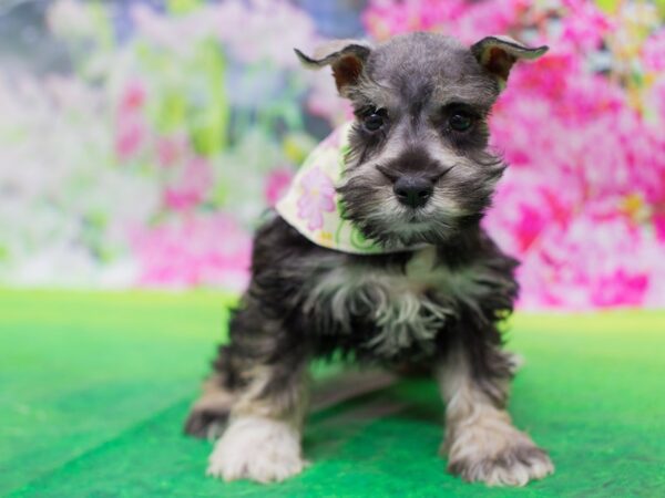 Miniature Schnauzer DOG Female Salt and Pepper 12725 Petland Wichita, Kansas