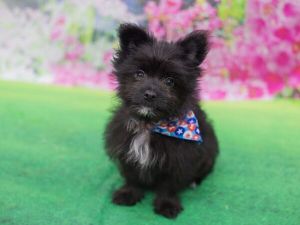 Toy Maltipom DOG Male Black 12654 Petland Wichita, Kansas