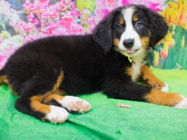 Bernese Mountain Dog DOG Female Black Rust and White 12659 Petland Wichita, Kansas