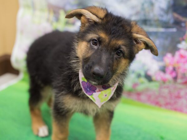 German Shepherd Dog-DOG-Female-Black and Tan-12694-Petland Wichita, Kansas
