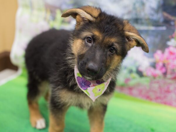 German Shepherd Dog DOG Female Black and Tan 12694 Petland Wichita, Kansas