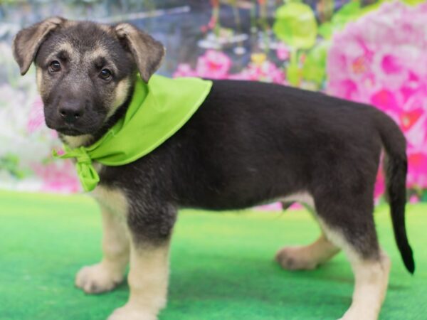 German Shepherd Dog DOG Male Black and Tan 12695 Petland Wichita, Kansas