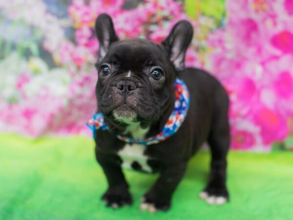 French Bulldog-DOG-Male-Brindle and White-12700-Petland Wichita, Kansas