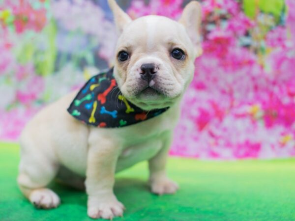 French Bulldog-DOG-Male-Cream and White-12701-Petland Wichita, Kansas