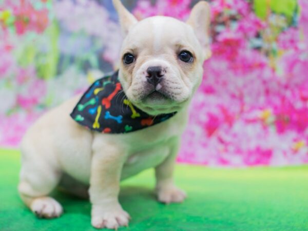 French Bulldog DOG Male Cream and White 12701 Petland Wichita, Kansas