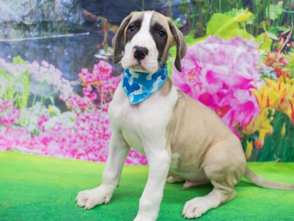 Great Dane DOG Male Fawn Mantle 12708 Petland Wichita, Kansas