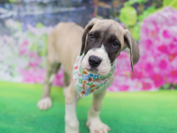 Great Dane DOG Female Fawn Mantle 12709 Petland Wichita, Kansas