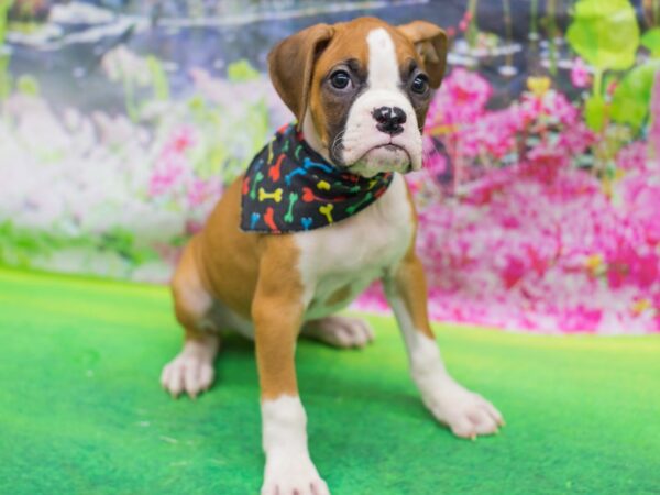 Boxer DOG Male Flashy Fawn 12712 Petland Wichita, Kansas