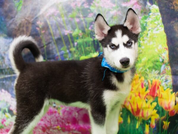 Siberian Husky DOG Male Black and White 12716 Petland Wichita, Kansas