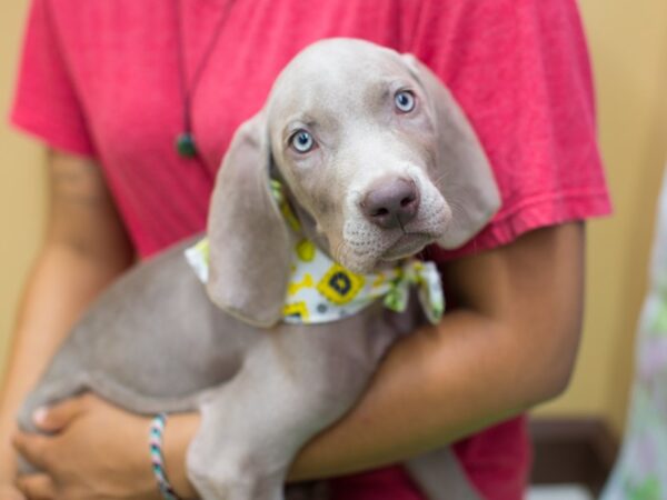 Weimaraner-DOG-Male-Silver-12717-Petland Wichita, Kansas