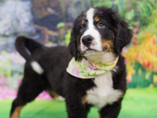 Bernese Mountain Dog DOG Female Black Rust and White 12660 Petland Wichita, Kansas