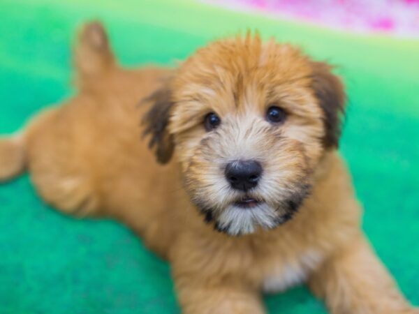 Soft Coated Wheaten Terrier DOG Male Wheaten 12698 Petland Wichita, Kansas