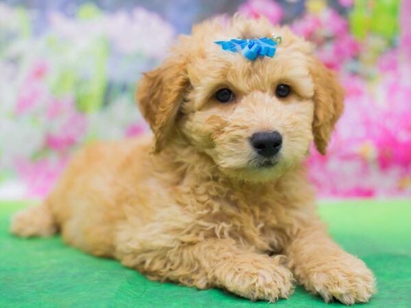 Miniature Goldendoodle DOG Female Gold 12726 Petland Wichita, Kansas