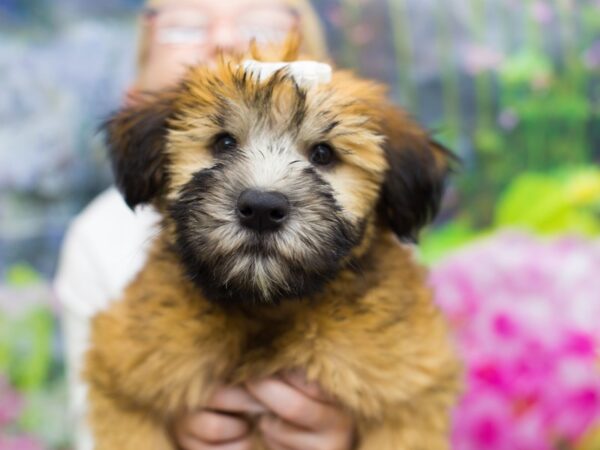 Soft Coated Wheaten Terrier DOG Female Wheaten 12699 Petland Wichita, Kansas