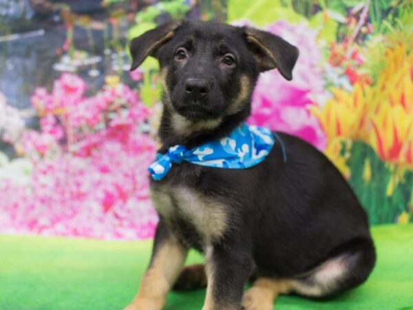 German Shepherd Dog DOG Male Black and Tan 12696 Petland Wichita, Kansas