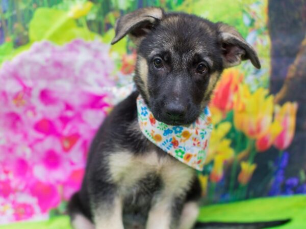 German Shepherd Dog DOG Female Black and Tan 12697 Petland Wichita, Kansas