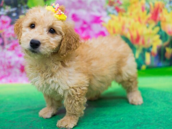 Miniature Goldendoodle-DOG-Female-Gold-12727-Petland Wichita, Kansas