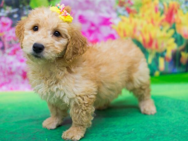 Miniature Goldendoodle DOG Female Gold 12727 Petland Wichita, Kansas