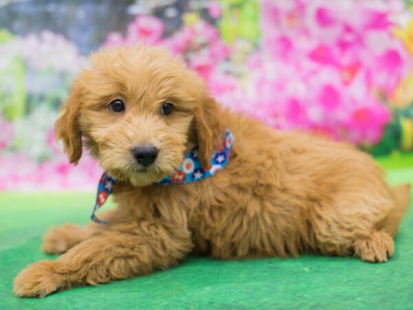 Miniature Goldendoodle DOG Male Red 12728 Petland Wichita, Kansas