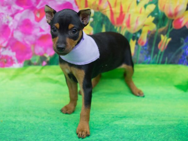 Miniature Pinscher DOG Female Black and Rust 12738 Petland Wichita, Kansas