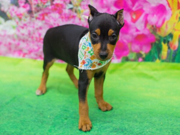 Miniature Pinscher-DOG-Female-Black and Rust-12737-Petland Wichita, Kansas