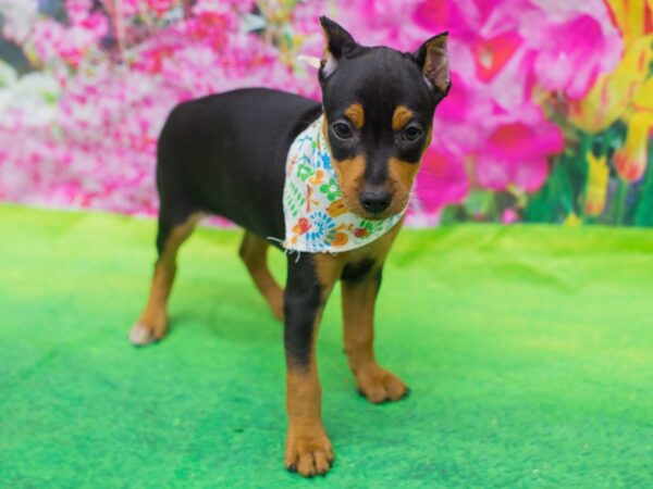 Miniature Pinscher DOG Female Black and Rust 12737 Petland Wichita, Kansas