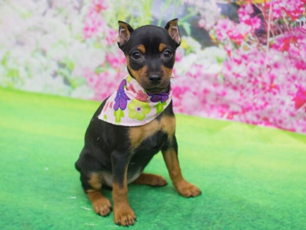 Miniature Pinscher DOG Female Black and Rust 12736 Petland Wichita, Kansas