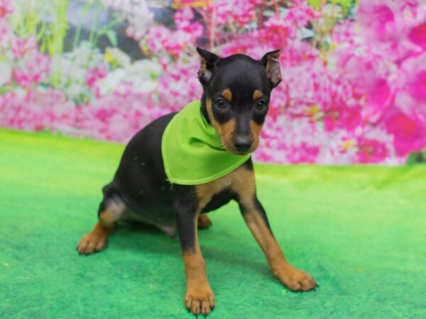 Miniature Pinscher DOG Male Black and Rust 12735 Petland Wichita, Kansas