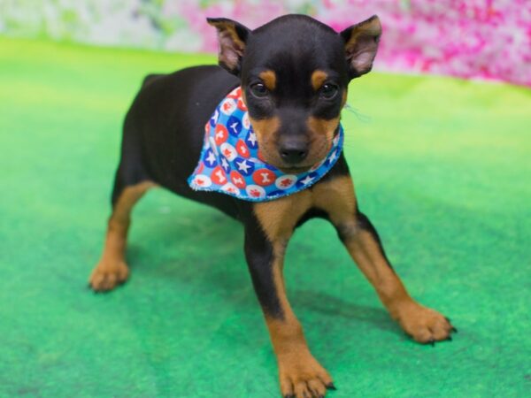 Miniature Pinscher DOG Male Black and Rust 12734 Petland Wichita, Kansas