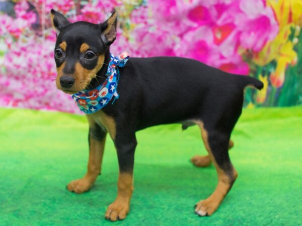 Miniature Pinscher DOG Male Black and Rust 12733 Petland Wichita, Kansas